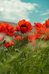 Poppy - Remembrance Day
