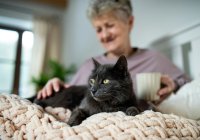 Resident stroking pet cat